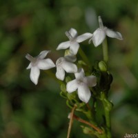 Knoxia zeylanica L.